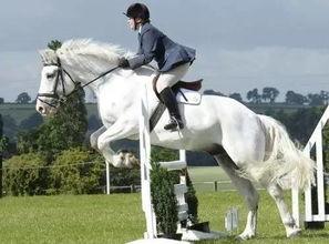 走马术国产动漫视频大全,国产走马术动漫视频盛宴