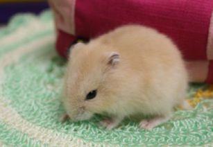 国产仓鼠粮食测评视频下载,品质与性价比的完美结合