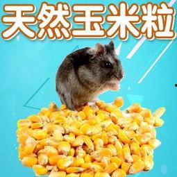 国产仓鼠粮食测评视频下载,品质与性价比的完美结合