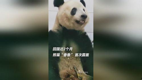 国产熊猫视频在线看,在线观看的生态奇观