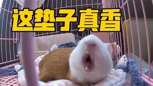 国产荷兰猪拆箱视频,萌宠新伙伴的诞生记  第3张